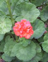 [geranium]