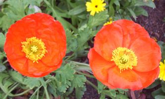 [poppies]