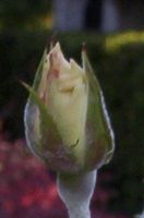 [(rose-) bud]