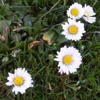 [daisies]