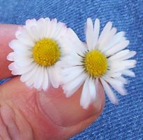 [daisies]