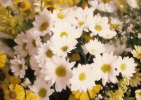 [large daisies - marguerites]