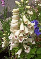 [digitalis]