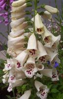 [digitalis]